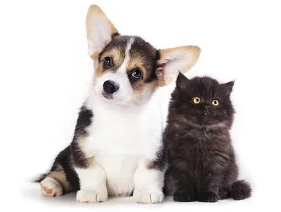 Фото щенка котенок Вельш-корги коты собака 2 черная Животные