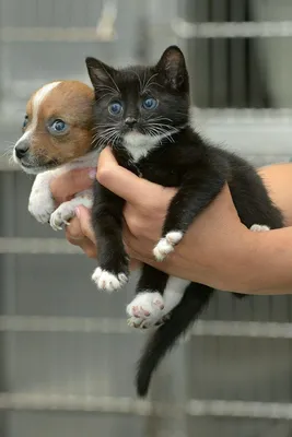 маленький котенок и щенок сидят рядом друг с другом, милые фото котят и  щенков, котенок, милый фон картинки и Фото для бесплатной загрузки