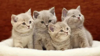 Почему мы любим котиков: научное объяснение психологов, которое заставит  вас улыбнуться | Психология Буйного Мира | Дзен
