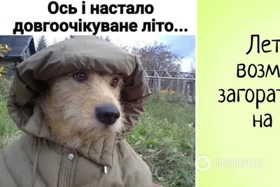 Анекдоты дня: мемы и приколы про лето | OBOZ.UA