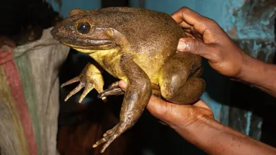В Африке открыли лягушек, которые не умеют квакать и общаются  прикосновениями — Сноб