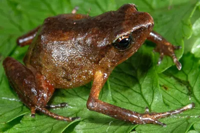 Травяная лягушка — Википедия