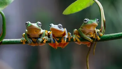 GISMETEO: Чем отличаются лягушки и жабы? Показываем - Животные | Новости  погоды.