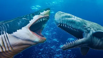 Битва Самых Больших Акул в Мире Мегалодон Против Левиафана - YouTube