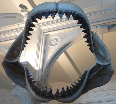 Мегалодон - доисторическая акула-монстр | Проектная деятельность