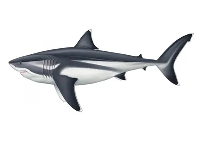 Фигурка мегалодона с подвижными челюстями, экшн-фигурка мегалодона, модель  рыбы большой акулы, коллекционная игрушка из АБС-пластика | AliExpress