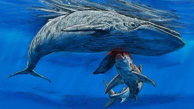 Ученые вычислили размер доисторической гигантской акулы Мегалодон