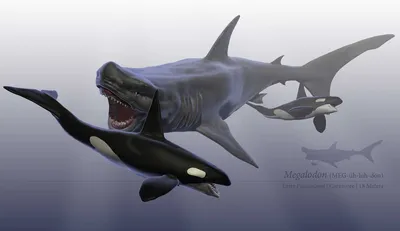 Миф о внешнем виде мегалодона опровергли. Он не был похож на белую акулу |  РБК Life