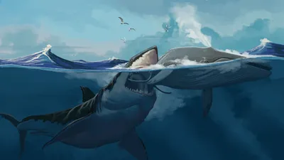На дне океана нашли нетронутый зуб мегалодона, которому 3,5 млн лет |  Телеканал Санкт-Петербург