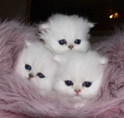 3 красивых милых котят сидящих под…» — создано в Шедевруме