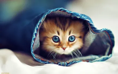 Lovely cats. Милые котики. PNG. | Милые котики, Милые детеныши животных,  Котята
