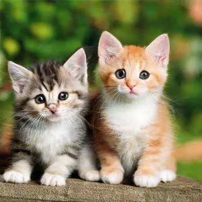 Плюшевые мишки - самые ми-ми-милые котята. Фото и... | Кошки. Милые и  беспощадные | Дзен