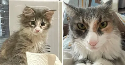 Пользователи сети показали своих милых котят, превратившихся в
