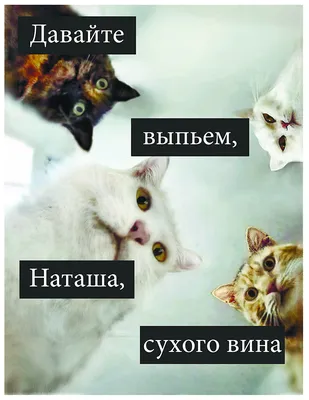 Мой мем про Наташу и котов | Пикабу