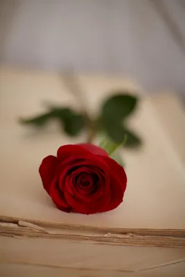 The Most Romantic Flowers | Ode à la Rose | Love rose flower, Beautiful  flowers photography, Romantic flowers