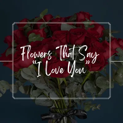 Genre Flower Flowers Gift Heart In love Love Loving Red rose Rose Red Roses  Concept Studio Stock Photo - Alamy