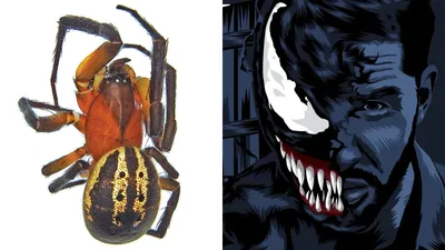 Фигурка Веном — Hot Toys VGM59 Marvel Spider-Man 2 Venom 1/6 - купить в  GeekZona.ru