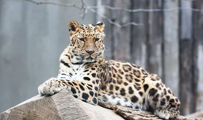 6 редких животных, на которых можно посмотреть на Байкале