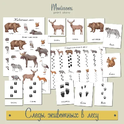 Набор животных Levatoys YSLT01-1C Дикие в пак. (FCJ0747019) по низкой цене  - Murzilka.kz