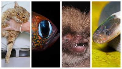 Опубликованы фото победителей конкурса Comedy Wildlife Photography Awards  2022 | РБК Life