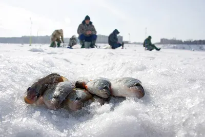 Куда поехать на зимнюю рыбалку на Среднем Урале | Областная газета