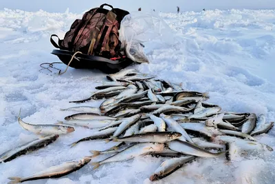 Зимняя рыбалка на Сахалине