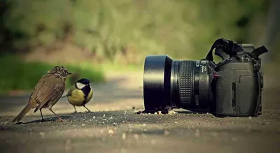 Как делать профессиональные фото без камеры? - Photar.ru