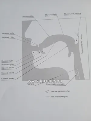 Конспект логопедического занятия (буква Л-1) | PDF