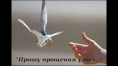 Прошу прощения (открытка 871): Бесплатные картинки • Otkrytki.Top | Прости  меня | Постила