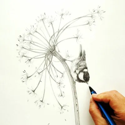 Красивые рисунки для срисовки карандашом - лёгкие и простые | Анастасия  Кремлева | Дзен
