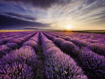 Пурпурное поле лаванды Прованс на закате Стоковое Изображение - изображение  насчитывающей ландшафт, рядок: 183398929