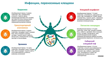 Как навсегда избавиться от прыщей | Лечение прыщей, Лечение акне, Акне