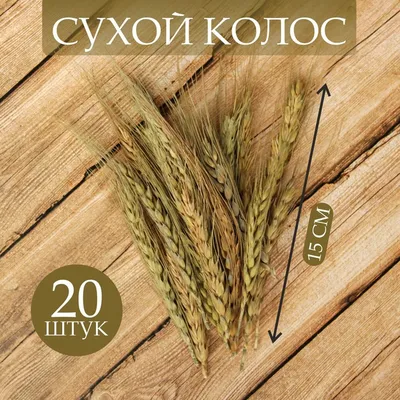 Экспорт пшеницы ограничат новой пошлиной. Как это влияет на цену хлеба — РБК