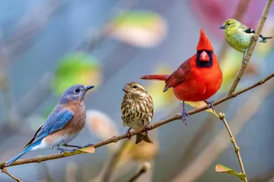 Сфотографуй птаха й отримай подарунок. Рівненський природний заповідник  оголошує фотоконкурс – СарниNews.City