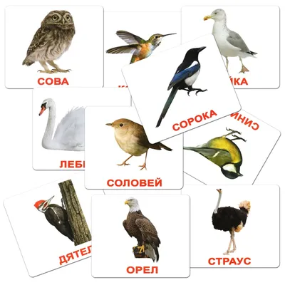 Фантастичні птахи і де їх шукати у Вінниці - Вінниця. Офіційний туристичний  сайт