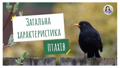 Птахи острова Хортиця — Національний заповідник \"Хортиця\"