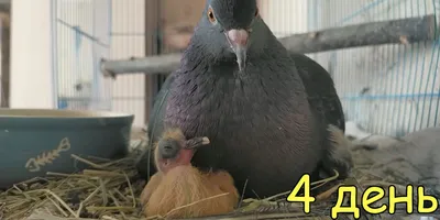 Pigeon chicks from birth to month + English subtitles - YouTube