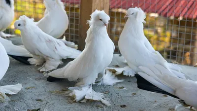 Птенец голубя | Пикабу