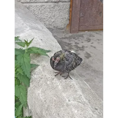 В Киеве на чердаке многоэтажки оставили умирать 18 птенцов голубей (фото) |  GreenPost