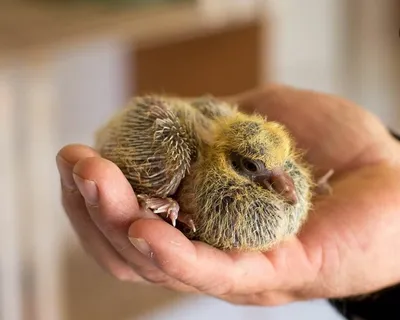 Барнаульский зоопарк показал, как выглядят птенцы голубей | Вечерний Барнаул