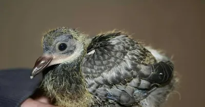 Вы когда-нибудь видели птенцов голубей? | Пикабу
