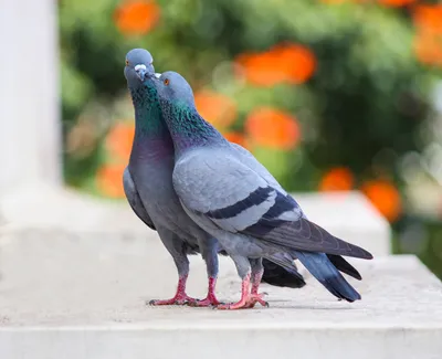 Птенцы голубей» — создано в Шедевруме