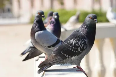 Смерть и голуби: в Салехарде массово гибнут птицы | Ямал-Медиа