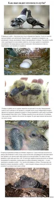 В России пересчитали воробьев и голубей во время Евразийского учета птиц |  Ветеринария и жизнь