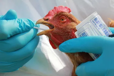 В Семикаракорском районе обнаружен птичий грипп | Сальскньюс
