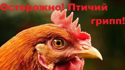 Убивает миллионами. Чем опасна вспышка птичьего гриппа - РИА Новости,  27.04.2022
