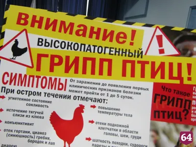 В Латвии бушует птичий грипп! - МК-Латвия