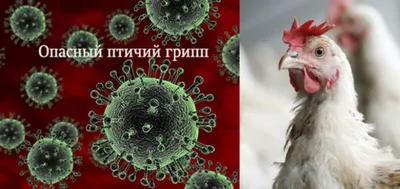 Чем опасен птичий грипп и почему из-за него вводят карантин? Симптомы и  лечение птичьего гриппа у человека: Общество: Россия: Lenta.ru