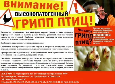 Птичий грипп+Вирус болезни Ньюкасла, комбинированный тест (AIV Ag+NDV Ag) -  купить по выгодной цене | Vetdiagnostics.ru