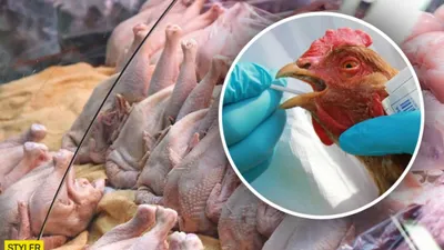 Внимание: птичий грипп! / Сельское хозяйство (новости) / Официальный сайт  городского округа Егорьевск
